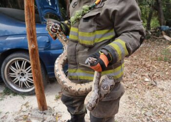 Rescate de animales silvestres en Cancún supera los 60 casos en 2025