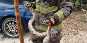 Rescate de animales silvestres en Cancún supera los 60 casos en 2025