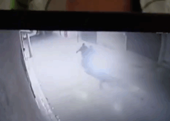 #VIDEO.Sicarios en Moto Ejecutan Ataque Armado Contra Viviendas de sindica y regidoras