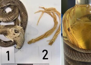 Turista es arrestada en Rusia tras intentar ingresar “vino de serpiente” ilegal