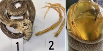 Turista es arrestada en Rusia tras intentar ingresar “vino de serpiente” ilegal