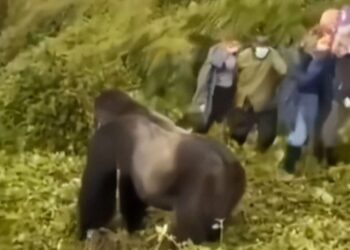 Gorila impone autoridad tras empujar a turista que ignoró normas
