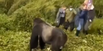 Gorila impone autoridad tras empujar a turista que ignoró normas
