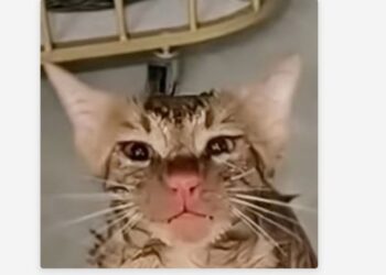 Lavadora: gato queda atrapado en pleno funcionamiento y sobrevive en China