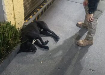 Un Perrito Peregrino Recibe Ayuda de la Brigada de Vigilancia Animal
