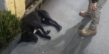 Un Perrito Peregrino Recibe Ayuda de la Brigada de Vigilancia Animal