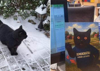 Un curioso gato de Lituania pone en jaque la reforma de la televisión pública