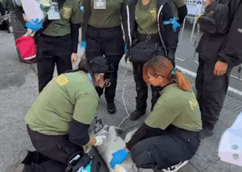 #VIDEOPerritos Peregrinos Voluntarios Brindan Apoyo y Cuidados Esenciales en la Ruta