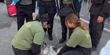 #VIDEOPerritos Peregrinos Voluntarios Brindan Apoyo y Cuidados Esenciales en la Ruta