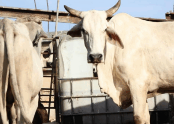 Yucatán implementa estrategia contra el gusano barrenador del ganado