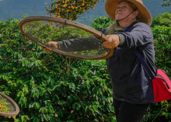 Brasil Redefine el Mercado Mundial del Café y sus Gustos