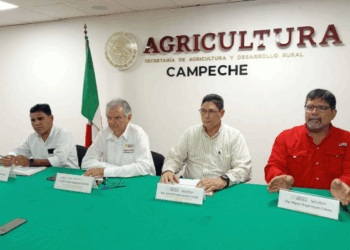 Campeche triplicará su producción de arroz en los próximos cuatro años