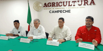 Campeche triplicará su producción de arroz en los próximos cuatro años