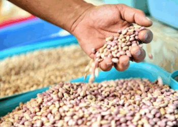 Crisis en el campo de Zacatecas: Denuncian fallas en los Centros de acopio de frijol