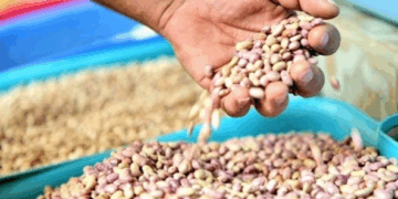 Crisis en el campo de Zacatecas: Denuncian fallas en los Centros de acopio de frijol