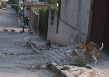 Ataque de Perros, Alerta por Jauría Violenta en Nuevo Laredo
