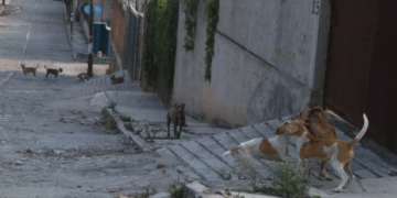 Ataque de Perros, Alerta por Jauría Violenta en Nuevo Laredo