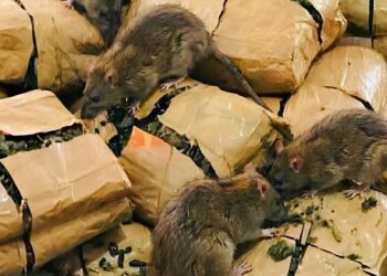 Ratas ‘se comen’ 200 kilos de marihuana y un tribunal deja sin efecto un caso de narcotráfico