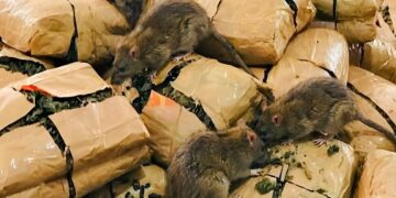 Ratas ‘se comen’ 200 kilos de marihuana y un tribunal deja sin efecto un caso de narcotráfico