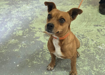 Cami, la perrita que paralizó una línea del Metro, inicia su camino hacia la adopción