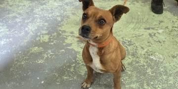 Cami, la perrita que paralizó una línea del Metro, inicia su camino hacia la adopción