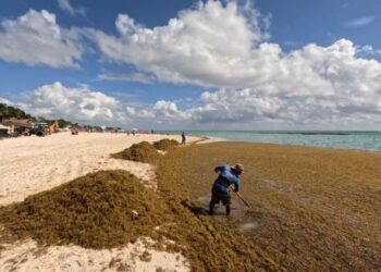 Sargazo atípico en Quintana Roo podría estar ligado a franja marrón del Atlántico