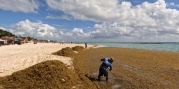 Sargazo atípico en Quintana Roo podría estar ligado a franja marrón del Atlántico