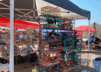 Autoridades aseguran 107 aves silvestres en operativo contra el comercio ilegal en Yecapixtla