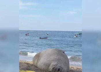 Autoridades de Nayarit vigilan el recorrido del Elefante Marino en playas locales