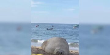 Autoridades de Nayarit vigilan el recorrido del Elefante Marino en playas locales