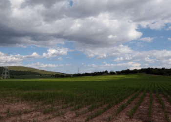 Beneficios y retos para los cultivos de sorgo en Tamaulipas tras heladas