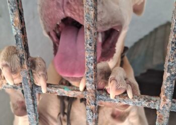 Buscan a los dueños de una perrita rescatada en el Centro de Atención Canina de Chetumal