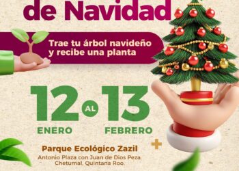 Campaña de Acopio de árboles de Navidad en Chetumal: Cámbialo por una vida verde