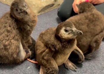 «Acuario de Nueva Jersey reporta el nacimiento de 3 polluelos de pingüino africano»