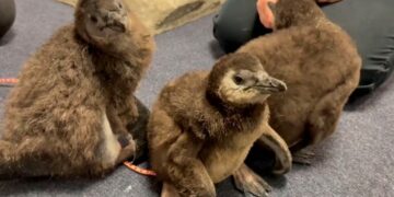 «Acuario de Nueva Jersey reporta el nacimiento de 3 polluelos de pingüino africano»