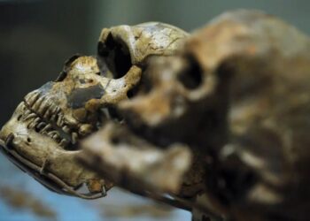 Antepasado común humano: hallazgo en Marruecos aporta nuevas claves evolutivas