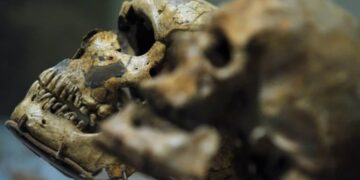 Antepasado común humano: hallazgo en Marruecos aporta nuevas claves evolutivas