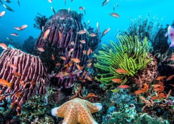 «Cría de coral: un proyecto científico busca repoblar los arrecifes del océano Índico»