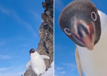 «Una cámara en el hielo capta el inesperado acercamiento de un pingüino Adelia»
