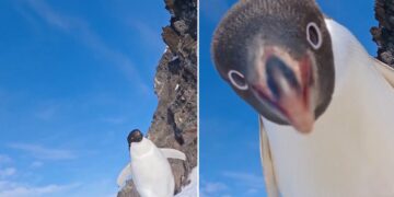 «Una cámara en el hielo capta el inesperado acercamiento de un pingüino Adelia»