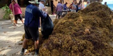 «Arriban 1,000 toneladas de sargazo en playa del CARMEN»