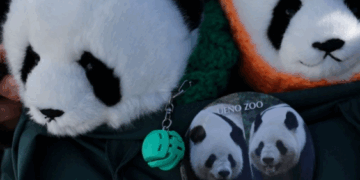 El adiós a los últimos ejemplares de la diplomacia del panda en Japón