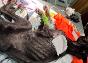 Fortalece DIF Benito Juárez la protección de niñas, niños y adolescentes con acciones contra el trabajo infantil