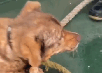 Marineros rusos realizan el rescate de un perro atrapado en el hielo de Kaliningrado