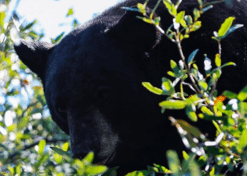 Oso negro moviliza operativo de rescate en Ciudad Satélite, Monterrey