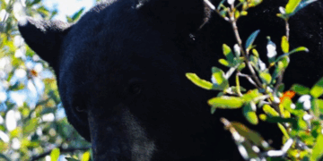 Oso negro moviliza operativo de rescate en Ciudad Satélite, Monterrey
