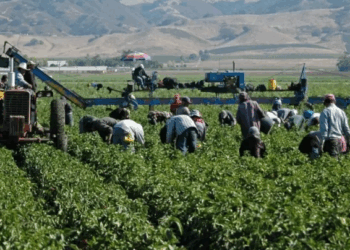 Persisten retos por el trabajo informal en San Quintín y falta de justicia laboral