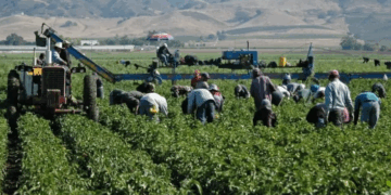 Persisten retos por el trabajo informal en San Quintín y falta de justicia laboral