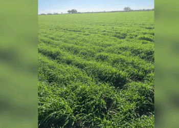 Preocupación por el recorte en siembras para la próxima temporada en Sonora