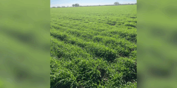 Preocupación por el recorte en siembras para la próxima temporada en Sonora